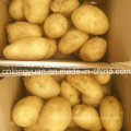 Yellow Color Fresh Potato in 2kg Carton Package